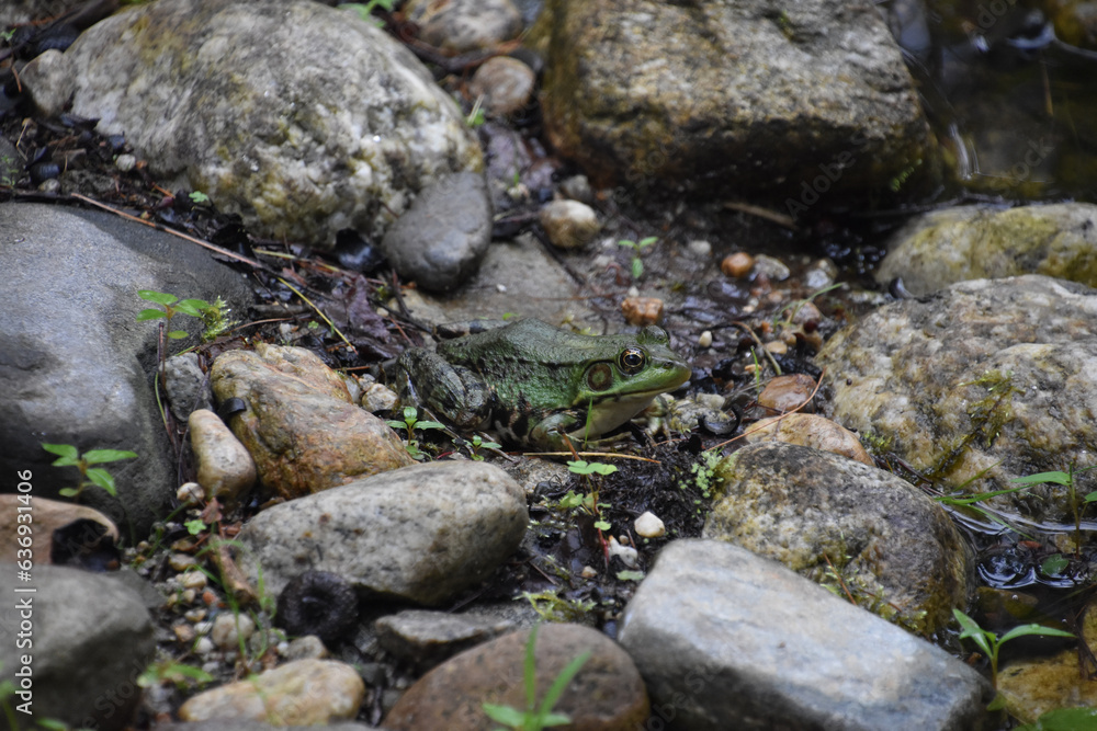 Large Frog in a Swamp in the Summer Large Frog in a Swamp in the Summer