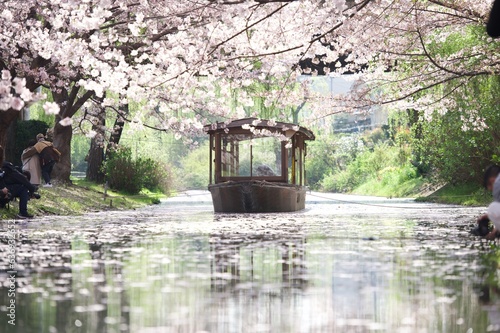 cherry blossoms © 禾（nogi）