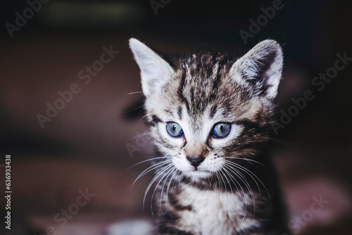 Portrait d'un mignon petit chaton tigré gris aux yeux bleus