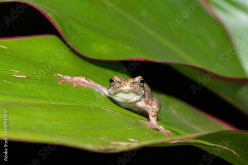 A beautiful painted reed frog, or marbled reed frog (Hyperolius marmoratus) on a leaf on a cold winter's evening photo