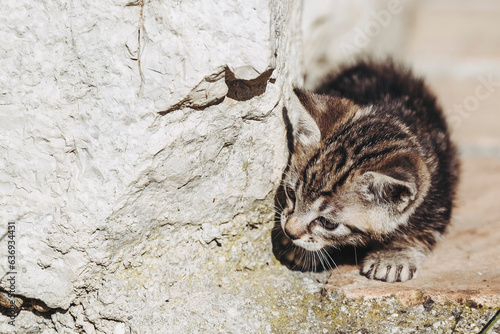 Portrait d'un mignon petit chaton tigré gris en train de jouer dehors © PicsArt