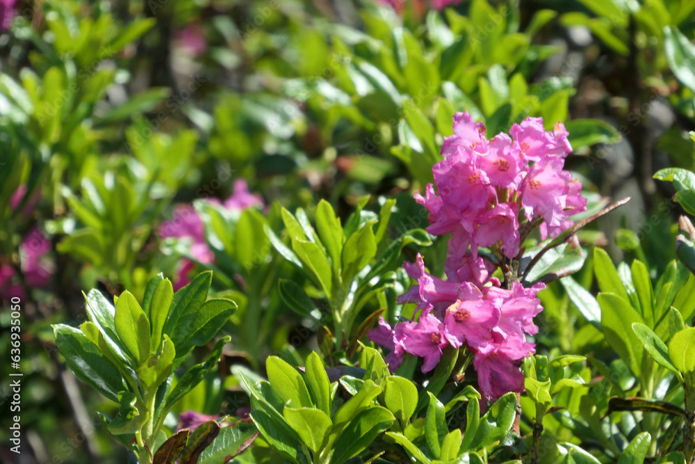 rhododendron