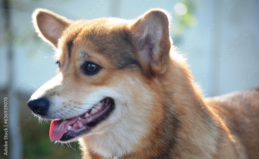 portrait of a dog