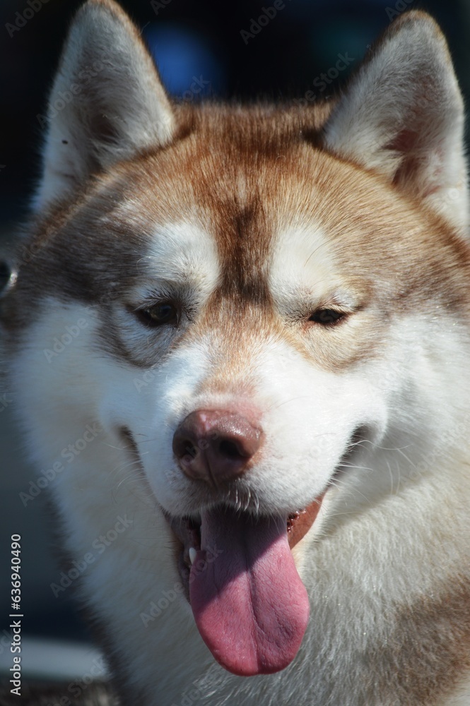 Fototapeta premium siberian husky dog
