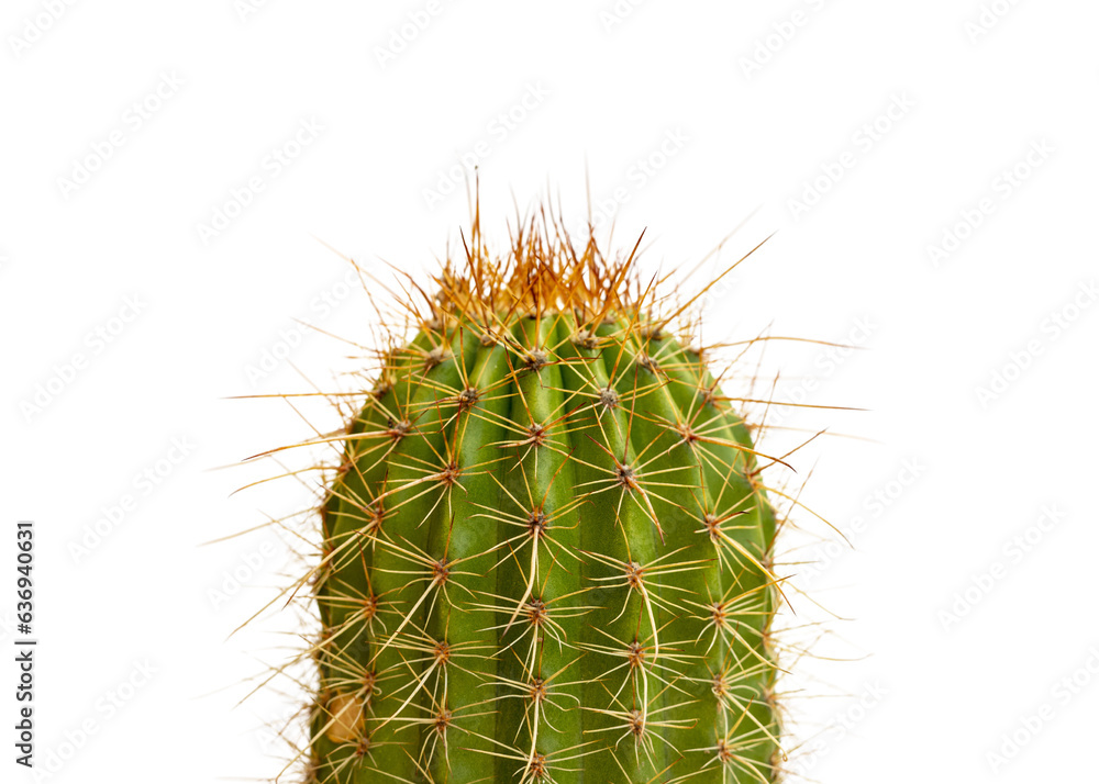 Echinopsis spachiana torch cactus or golden column cactus Echinopsis spachiana torch cactus or golden column cactus