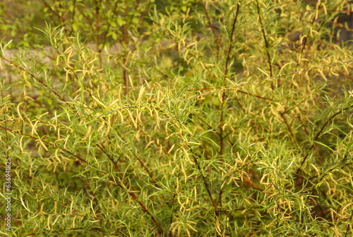 636941825 Rosmarinweide - Salix rosmarinifolia