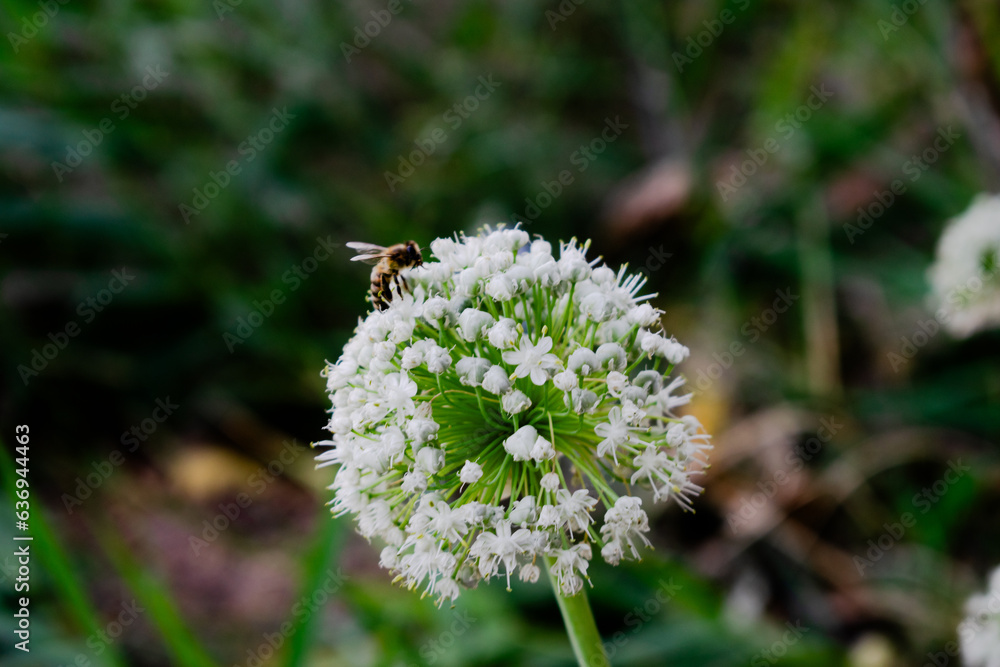 Onion flower, allium and honey bee in green garden Onion flower, allium and honey bee in green garden