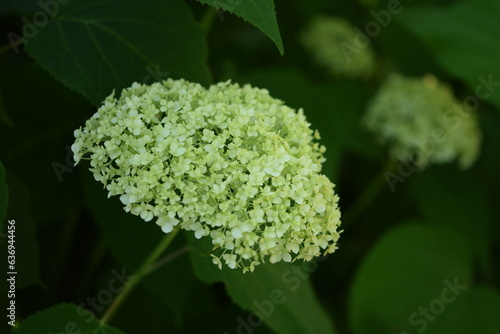 Blooming hydrangea white Annabelle flowers closeup. Hydrange starts to bloom. photo