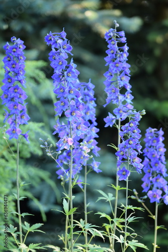 Delphiniums purple blue flowers blooming in summer garden. 