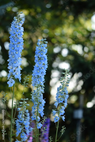 Fotografie Delphinium blue flowers on lovely green summer garden full of sunshine