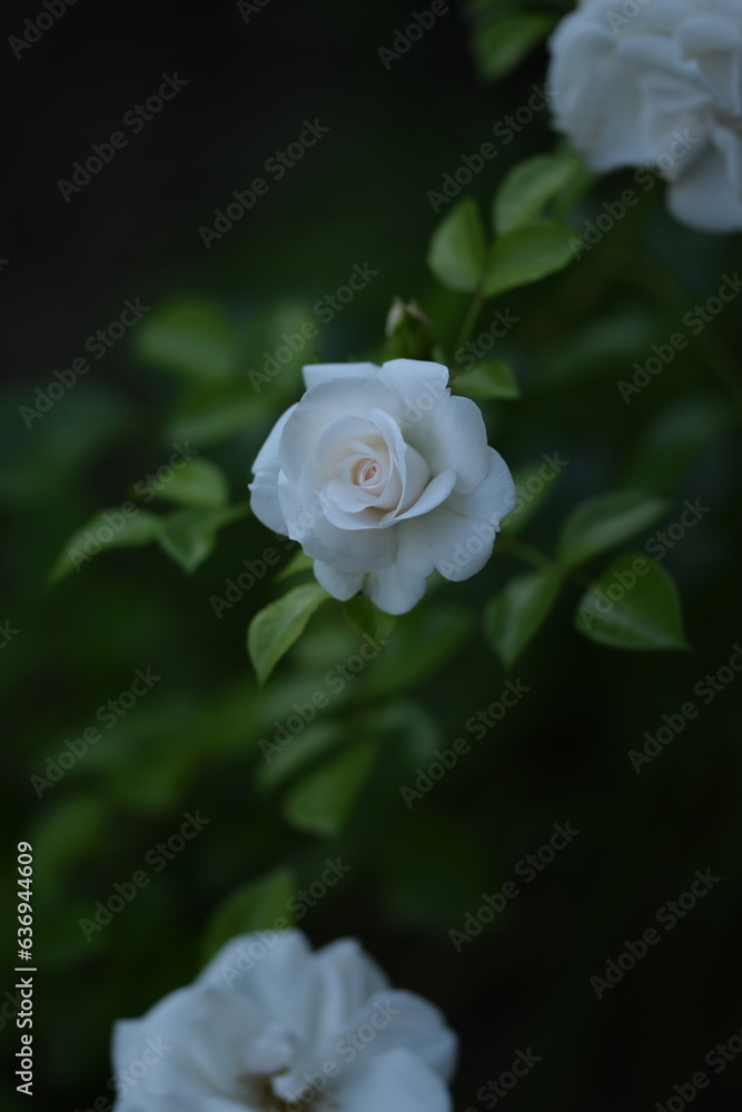 Aspirin Rose blooming, fragile white rose on green background , beautiful white rose portrait with space for text. Aspirin Rose blooming, fragile white rose on green background , beautiful white rose portrait with space for text.