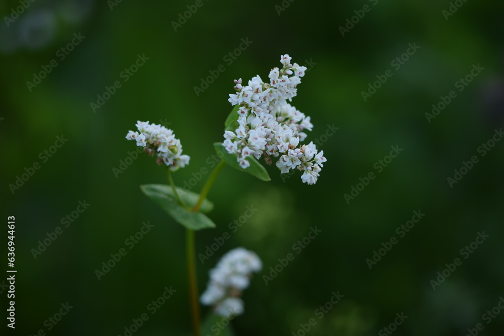 Buckwheat blooming plant on green bokeh background, buckwheat flowers. Buckwheat blooming plant on green bokeh background, buckwheat flowers.