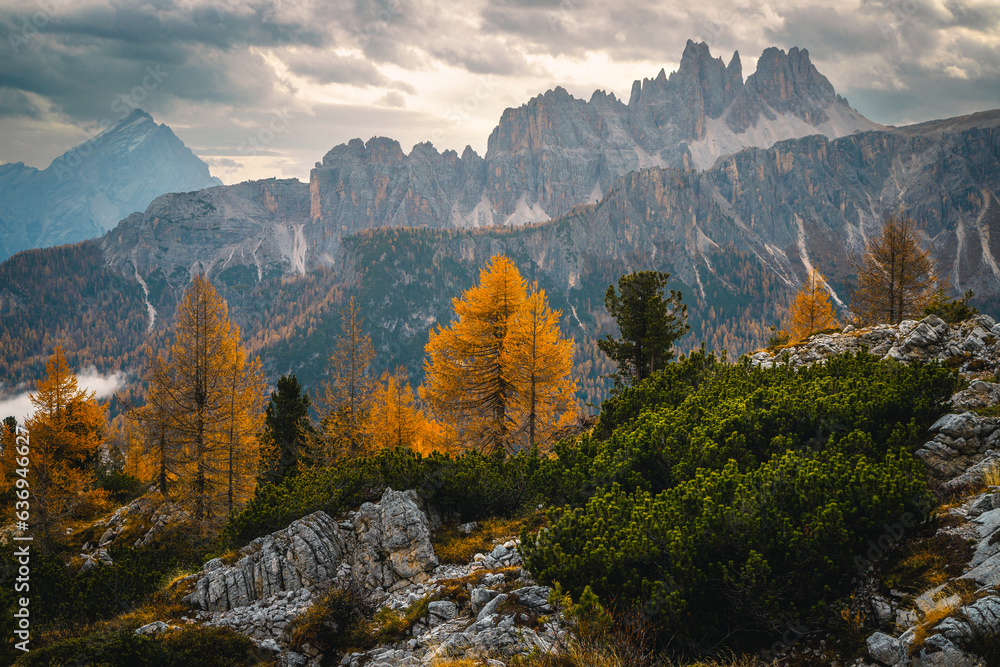 Colorful autumn redwoods and picturesque lacy cliffs at sunrise, Dolomites