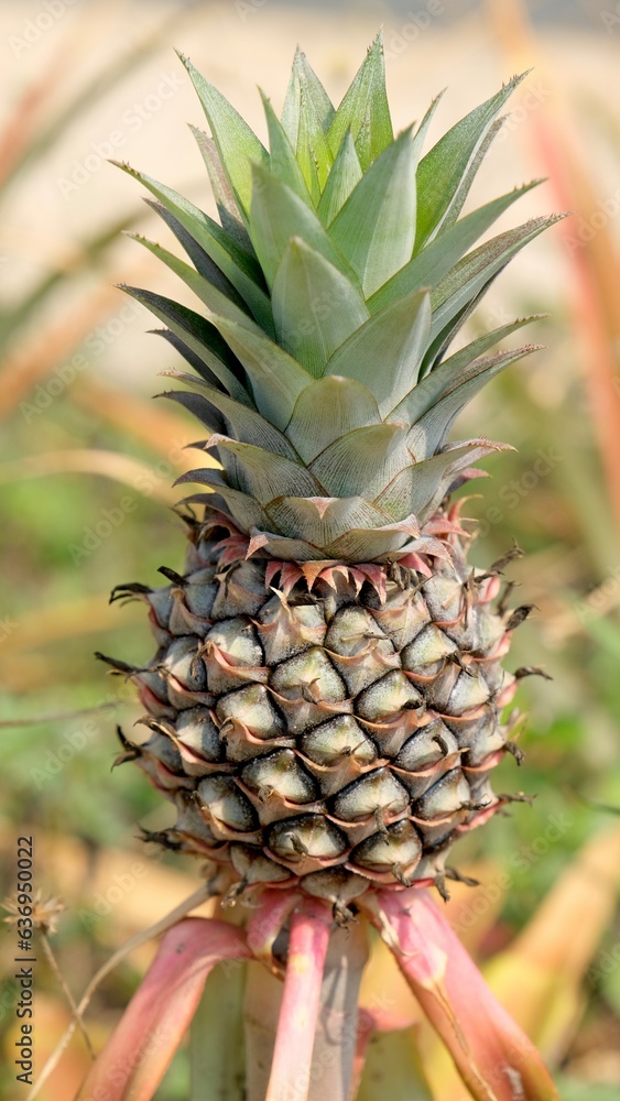 Close up pineapple fruit in organic farm, gardening concept. Close up pineapple fruit in organic farm, gardening concept.