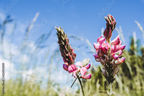 Magnifique fleur rose sauvage dans un champ