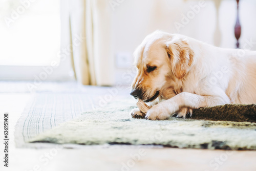 Portrait d'un chien de race golden retriever en train de ronger son os © PicsArt