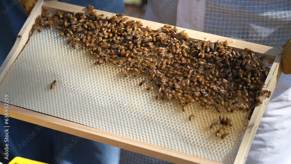 Honey frame with lot of Bees and honey. Honey frame with lot of Bees and honey.