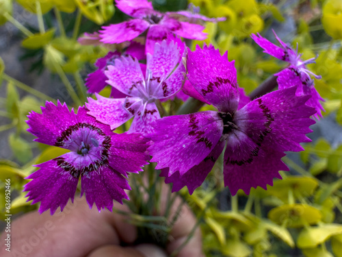 Commonly known as clove or clove pink, the flower is a species of Carnation native to the Mediterranean region. photo