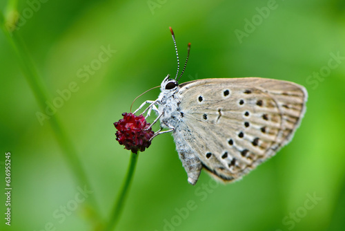 Wallpaper Mural 真夏の高原で見られる小さな青いチョウ、ゴマシジミ Torontodigital.ca