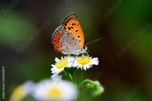 初夏から真夏に出会えるオレンジ色の小さなかわいいチョウ、ベニシジミ © trogon