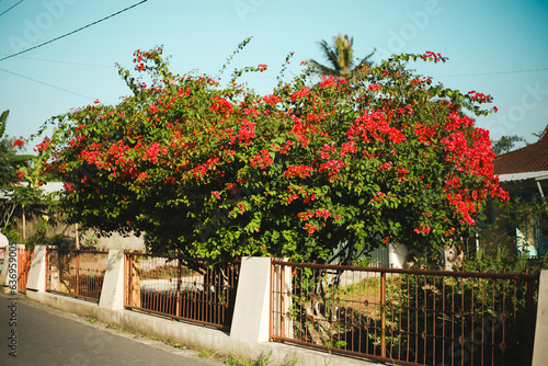 flowers in the garden