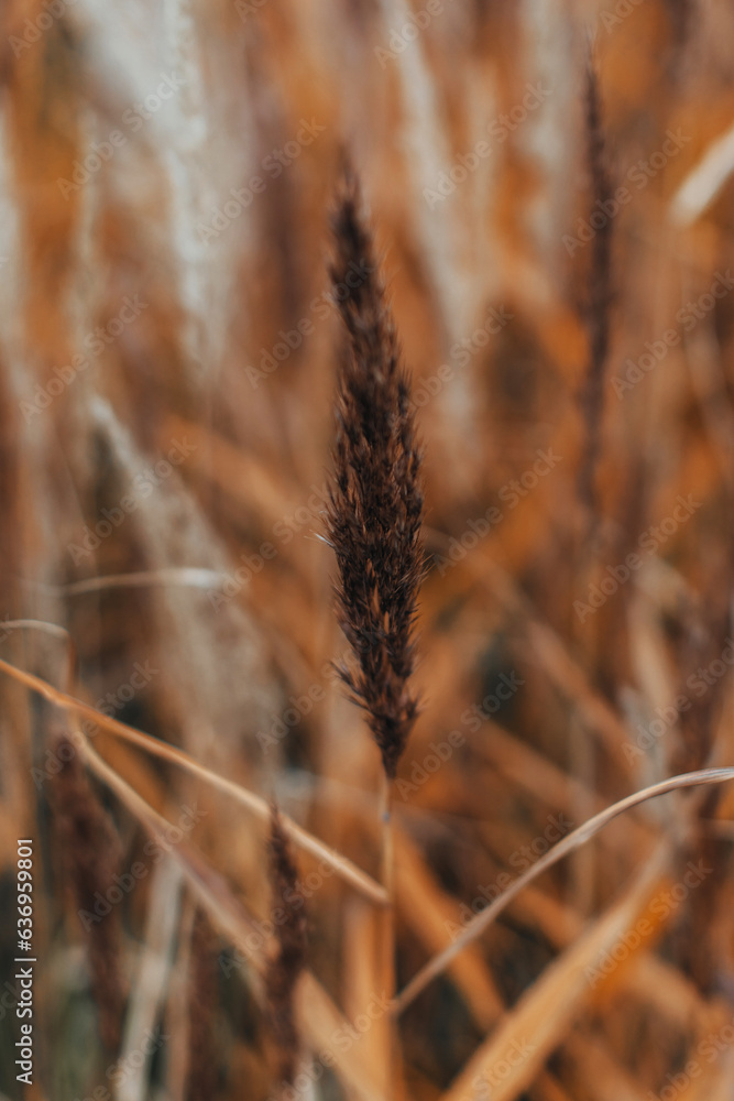 Fototapeta premium Orange branch of dry plant on a blurred background. September de