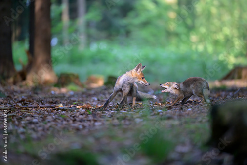Red fox cubs run through the forest.