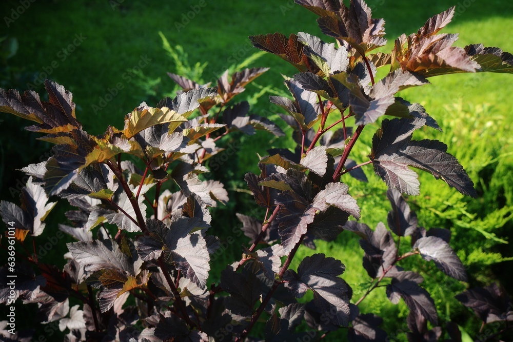 
The purple leaves of the Diablo vesicle plant. Background texture