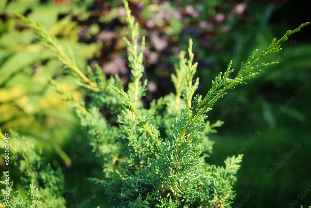 
Branches of juniper chinensis Blaauw