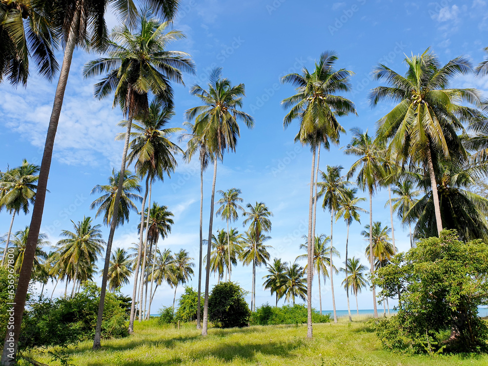 Coconut palm plantation on beach site and cloud in the blue sky background