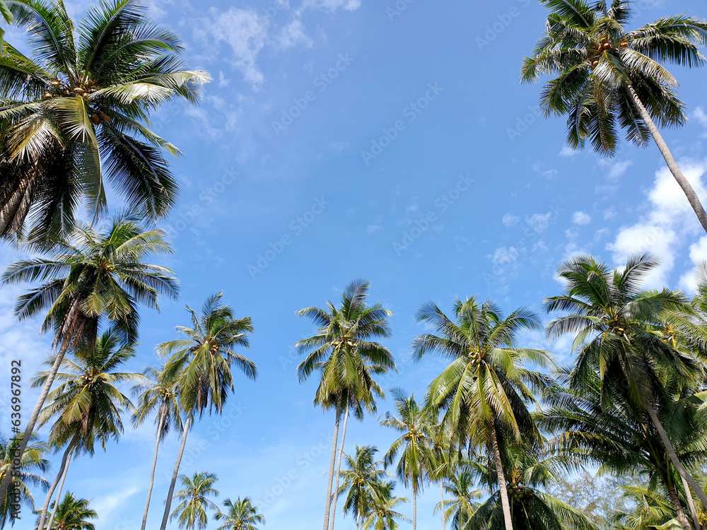 The perspective of Coconut palm plantation near the beach on the blue sky background.