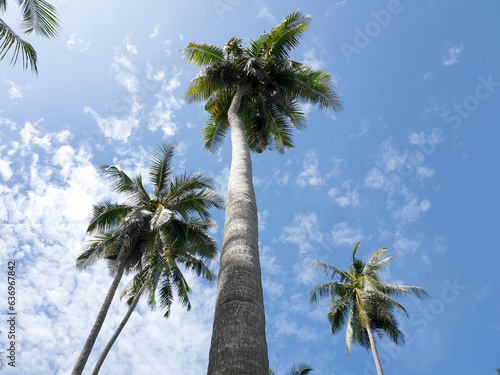 The perspective of Coconut palm plantation on the blue sky background. photo