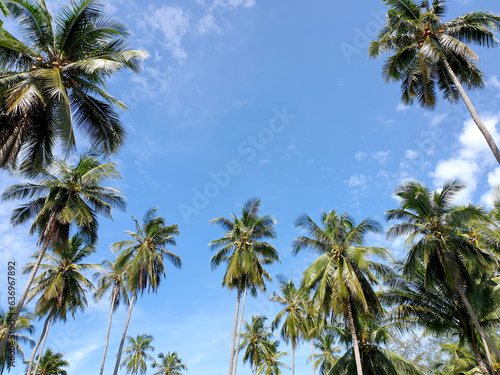 The perspective of Coconut palm plantation near the beach on the blue sky background.