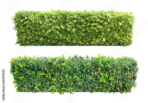 Ixora Ornamental plants and Green leafed bushes. (shrub) Square shape. For making fences and decorating the garden for beauty. Collection of 2 trees. (png) photo