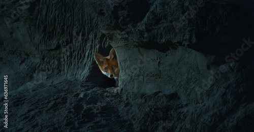 Cute fox Vulpes vulpes cub peeks out of the burrow at night and prepares for a night hunt.
