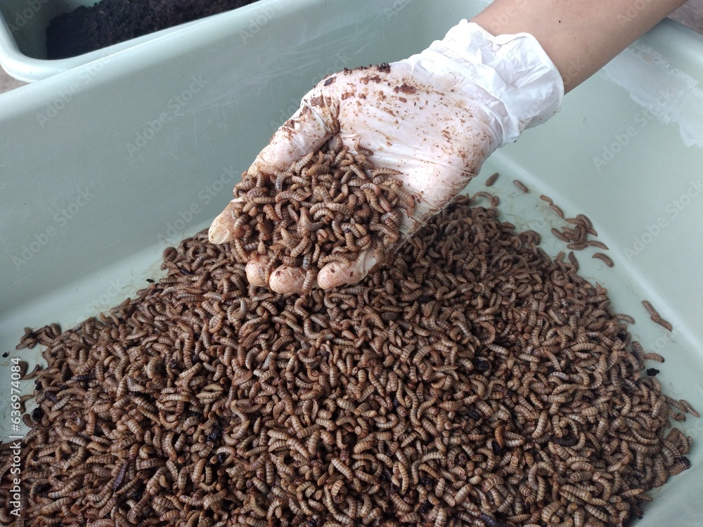 Harvesting BSF maggot. Maggot is adult larva of Black Soldier Fly Stock