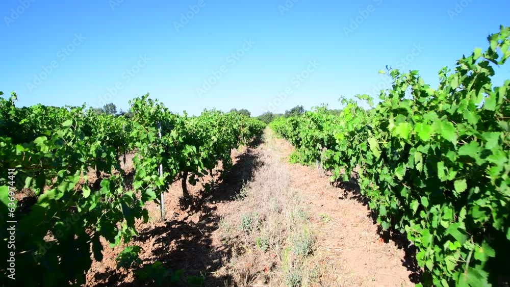 Camera glides through lush vineyard rows in summer, under the radiant blue sky of the south of France. Camera glides through lush vineyard rows in summer, under the radiant blue sky of the south of France.