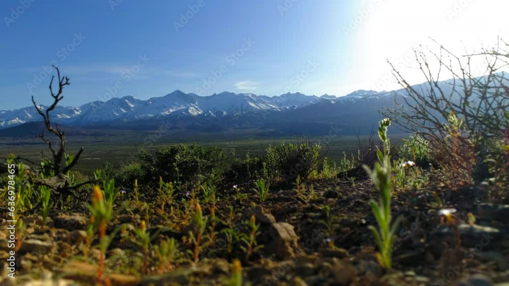 Lockdown Shot Of Plants Growing On Field Against Sky - Bishop, California Lockdown Shot Of Plants Growing On Field Against Sky - Bishop, California
