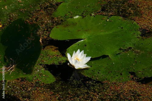 Wohlriechende weiße Seerose photo