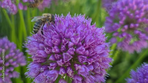 Bee on a flower