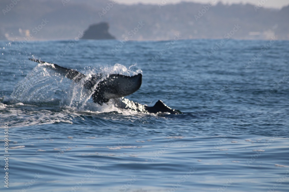 Fototapeta premium Baleine