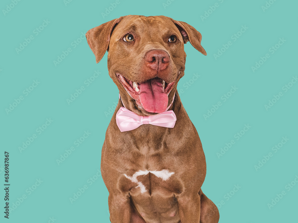Cute brown puppy and bow tie. Close-up, indoors. Studio shot. Congratulations for family, relatives, loved ones, friends and colleagues. Pets care concept Cute brown puppy and bow tie. Close-up, indoors. Studio shot. Congratulations for family, relatives, loved ones, friends and colleagues. Pets care concept