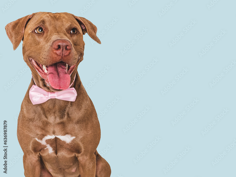 Cute brown puppy and bow tie. Close-up, indoors. Studio shot. Congratulations for family, relatives, loved ones, friends and colleagues. Pets care concept