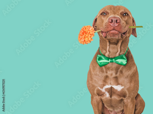 Cute brown dog, bow tie and bright flower. Close-up, indoors. Studio shot. Congratulations for family, relatives, loved ones, friends and colleagues. Pets care concept