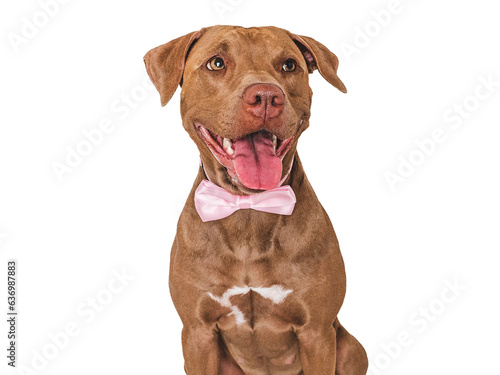 Cute brown puppy and bow tie. Close-up, indoors. Studio shot. Congratulations for family, relatives, loved ones, friends and colleagues. Pets care concept