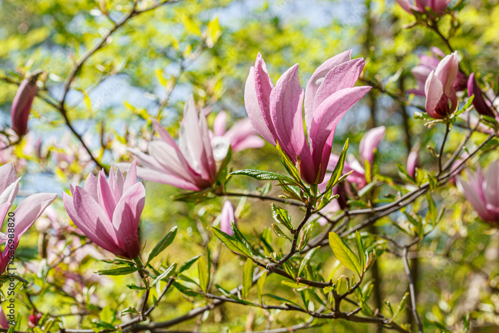 beautiful magnolia bloom against the blue sky beautiful magnolia bloom against the blue sky