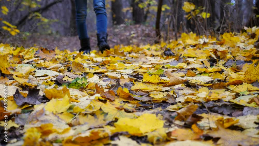Female feet in boots going on fallen maple leaves at park. Legs of young woman stepping on yellow foliage at autumn forest. Girl walking along trail at wild nature. Close up Slow motion Female feet in boots going on fallen maple leaves at park. Legs of young woman stepping on yellow foliage at autumn forest. Girl walking along trail at wild nature. Close up Slow motion