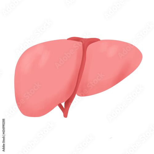 Human liver
