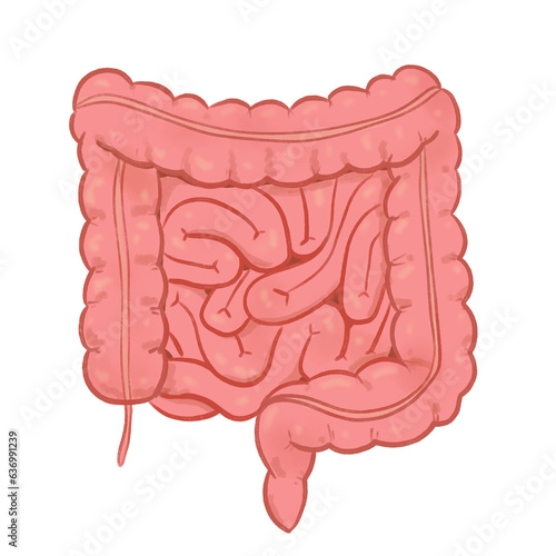 Human intestine illustration