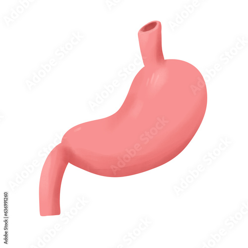 Human stomach illustration